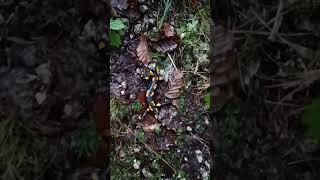 Feuersalamander im Wald gefunden [upl. by Eneri]