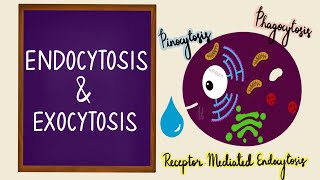 Endocytosis  Exocytosis  Vesicular Transport  Bulk Transport  Membrane Transport  Cell [upl. by Alethia322]