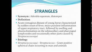 Strangles ppt [upl. by Camp]