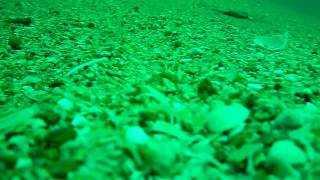 Underwater Turbot and Brill Fishing Footage [upl. by Copp387]