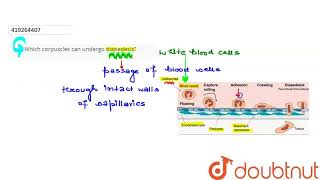 Which corpuscles can undergo diapedesis  CLASS 11  BODY FLUIDS AND CIRCULATION  BIOLOGY  D [upl. by Cadal]