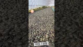 🐸 Frog Farming Amazing Business Of farming frog frogs farming shots shortfeed viral [upl. by Adnoluy]