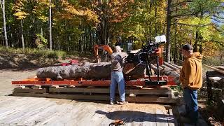 MASSIVE LOG on the Woodmizer LX 50 Super [upl. by Eppillihp]