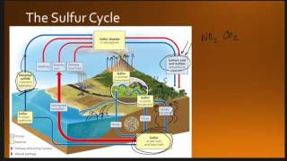 Sulfur Cycle [upl. by Otaner]