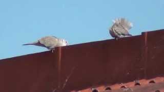 Displaying Collared Dove Birds of the Netherlands [upl. by Gladys744]