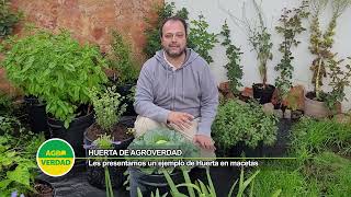 La Huerta de Agroverdad hoy quotla huerta en macetasquot [upl. by Jim]