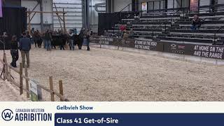 CWA 2024  Gelbvieh Show Broadcast  Regina SK [upl. by Ainnat]