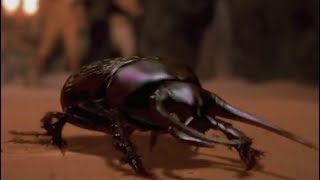 FleshEating Scarab Beetles Compilation The Mummy [upl. by Ajiat967]