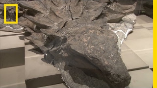 Newly Unveiled Dinosaur Fossil is Best Preserved Of Its Kind  National Geographic [upl. by Beaulieu545]