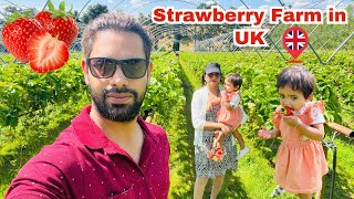 TOUR OF STRAWBERRY AND VEGETABLE FARM IN ENGLAND  PRODUCTIVE FARMING METHOD [upl. by Wiseman694]