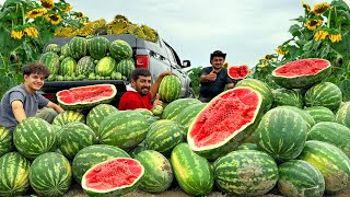 From Harvest to Treat Watermelon Milkshake Ice Cream amp Fresh Juice in Village [upl. by Ade]