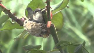 Hummingbird Nest at my window [upl. by Airad]