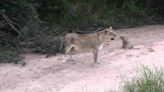 Lion Cubs Very Young At Ulusaba 2 [upl. by Kaczer]