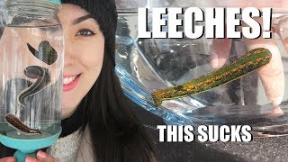 BITTEN By A LEECH  Medicinal Leech Facts  Creature Feature [upl. by Akcired]