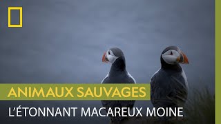 Le macareux un oiseau plus à laise dans leau que dans les airs [upl. by Gudren]