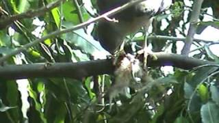 Shikra Accipiter badius  eating a young squirrel [upl. by Eilsil]