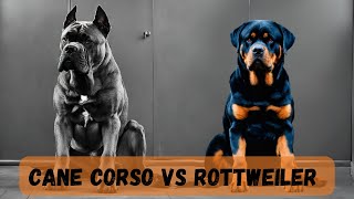 Cane Corso vs Rottweiler [upl. by Atteynek]