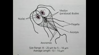 Trichome stained slide showing Trophozoite of Giardia lamblia [upl. by Ferrigno]