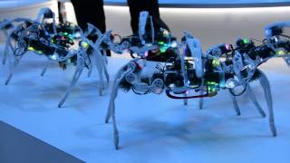 Intel dancing spider robots [upl. by Hamforrd973]