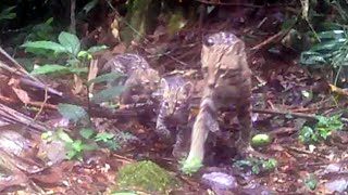 Ocelote con cachorros [upl. by Lucilla832]