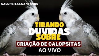 Calopsitas Cantando DICAS DE CRIAÇÃO DAS CALOPSITAS está ao vivo [upl. by Vallery]