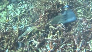 Moray eel attacked and eaten by moray eel [upl. by Ailedo]