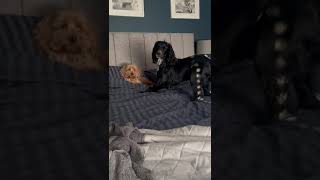 Cockapoo and Spaniel being Naughty cockapoos spaniel dog [upl. by Emelia]