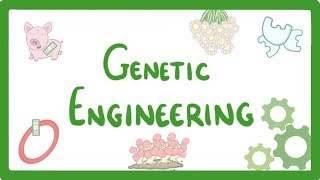 GCSE Biology  Genetic Engineering 82 [upl. by Neilson]