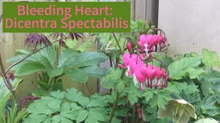 Dicentra Spectabilis Bleeding Heart on Spotlight Sunday [upl. by Alidus]