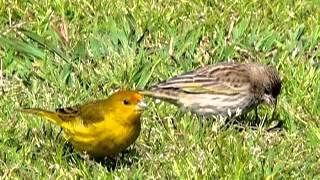 CANTO DEL JILGUERO ARGENTINO Sicalis Flaveola Pelzelni [upl. by Eluj]