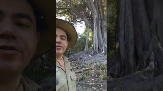 Moreton Bay Fig Part 33 nature australia [upl. by Loredana]