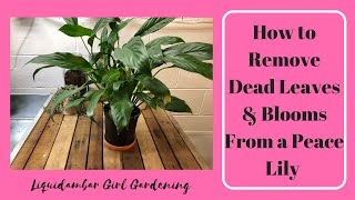 How to Remove Dead Leaves amp Blooms From a Peace Lily [upl. by Laon17]