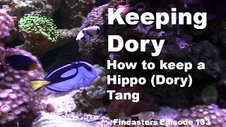 Keeping Dory How to Keep a Hippo Tang Fincasters Episode 133 [upl. by Glassman]