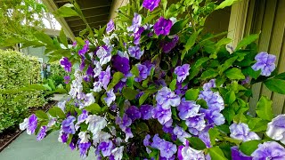 Brunfelsia pauciflora ‘Floribunda’ – Yesterday Today amp Tomorrow [upl. by Airehc]