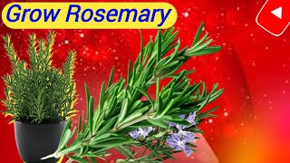 How to grow rosemary plant at home  rosemary [upl. by Hutner]