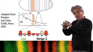 Mike Levine UC Berkeley Part 1 Transcriptional Precision Enhancers [upl. by Venita]