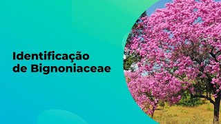 COMO IDENTIFICAR AS BIGNONIACEAE A FAMÍLIA DOS IPÊS [upl. by Arres4]