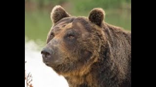 A Triple Grizzly Attack The Most Amazing Bear Attack Ever [upl. by Asserrac]