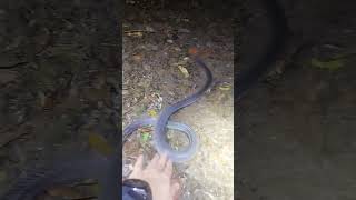 Found a Redheaded Krait Bungarus flaviceps [upl. by Isla]