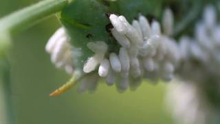 Parasitoidinfested Tobacco Hornworm  larvae spinning cocoons [upl. by Enyala]