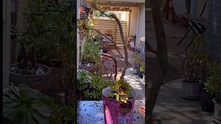 quotV14 Succulent Sanctuary Planting Paradisequot [upl. by Zalucki]