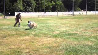 Watch Border Collie Learning To Herd Sheep [upl. by Durware]