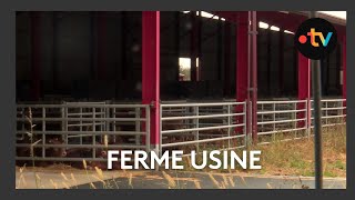 Une ferme de 1200 taurillons à CoussaylesBois dans la Vienne [upl. by Ahen]