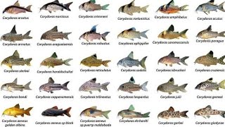 Corydoras ID Compilations part1 Awesome Cory Catfish For Aquarium Corydoras Collection Rare Cory [upl. by Routh]