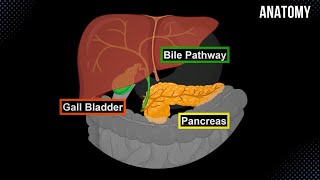 Bile Pathway Gall Bladder amp Pancreas  Anatomy [upl. by Naitsihc]