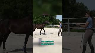 Make sure your horse knows THIS before you ride younghorse horestraining groundwork horseriding [upl. by Zelten629]