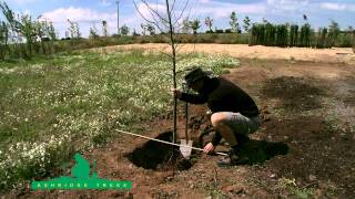 How to Plant a Fruit Tree [upl. by Yrgoerg]