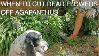 The Secret to Deadheading and Pruning Agapanthus [upl. by Vyse]