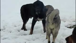 Mastines Picu Xiana jugando en la nieve [upl. by Eisenstark118]