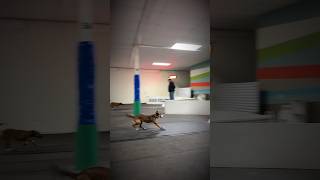 flyball dogs slowmo [upl. by Zelma]